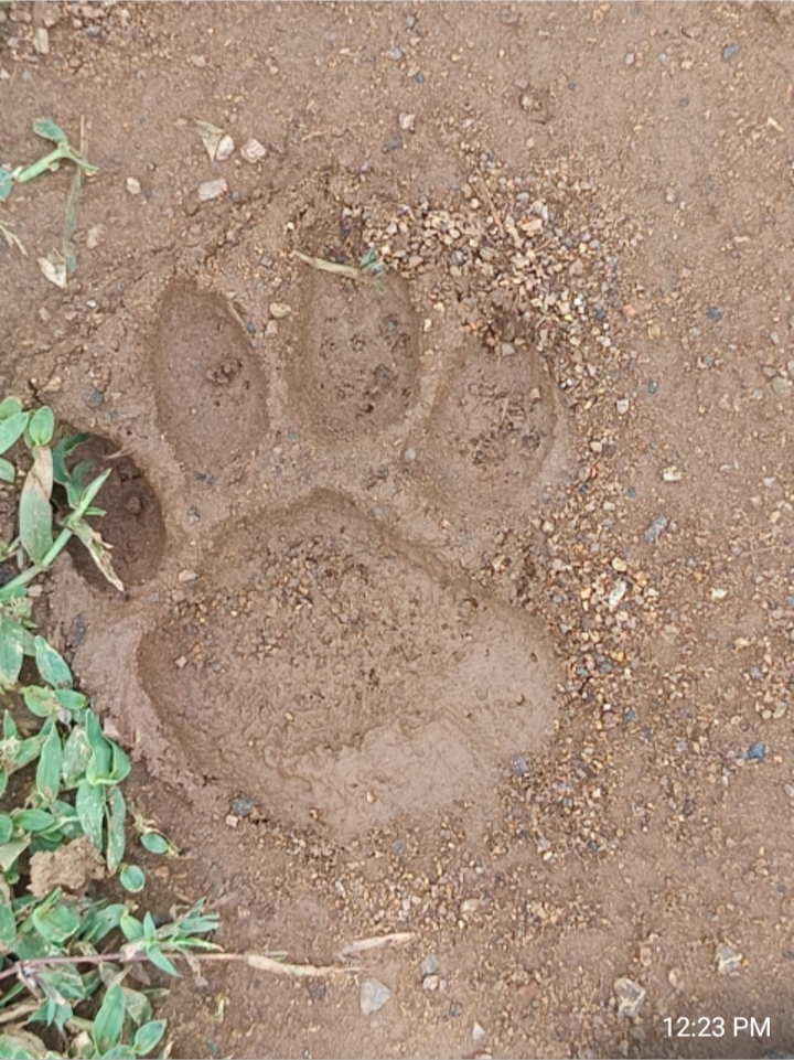 Tiger footprints found in Hanur - PG Palya range